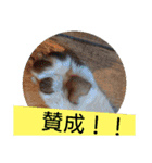 白柴ワン太日常6（個別スタンプ：7）