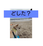 白柴ワン太日常6（個別スタンプ：8）
