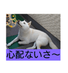 白柴ワン太日常6（個別スタンプ：10）