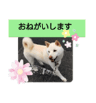 白柴ワン太日常6（個別スタンプ：12）
