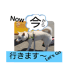 白柴ワン太日常6（個別スタンプ：13）