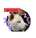 白柴ワン太日常6（個別スタンプ：14）