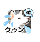 白柴ワン太日常6（個別スタンプ：16）
