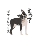 へんてこ犬図鑑（個別スタンプ：15）