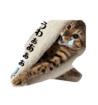 ベンガルねこのフェリスくん ネタ（個別スタンプ：1）
