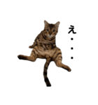 ベンガルねこのフェリスくん ネタ（個別スタンプ：2）