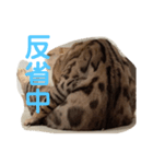 ベンガルねこのフェリスくん ネタ（個別スタンプ：3）