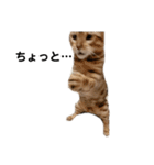 ベンガルねこのフェリスくん ネタ（個別スタンプ：4）