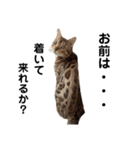 ベンガルねこのフェリスくん ネタ（個別スタンプ：6）