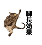 ベンガルねこのフェリスくん ネタ（個別スタンプ：7）