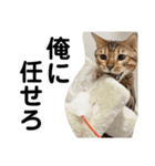 ベンガルねこのフェリスくん ネタ（個別スタンプ：8）