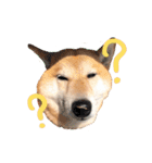 柴犬こまちのスタンプ（個別スタンプ：1）