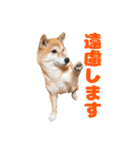 柴犬こまちのスタンプ（個別スタンプ：2）