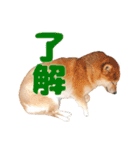 柴犬こまちのスタンプ（個別スタンプ：3）