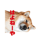 柴犬こまちのスタンプ（個別スタンプ：4）