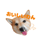 柴犬こまちのスタンプ（個別スタンプ：5）