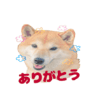 柴犬こまちのスタンプ（個別スタンプ：7）