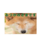 柴犬こまちのスタンプ（個別スタンプ：10）