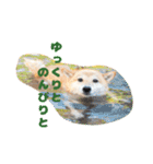 柴犬こまちのスタンプ（個別スタンプ：12）