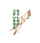 柴犬こまちのスタンプ（個別スタンプ：13）