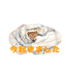 柴犬こまちのスタンプ（個別スタンプ：14）