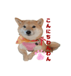 柴犬こまちのスタンプ（個別スタンプ：18）