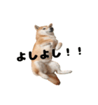 柴犬こまちのスタンプ（個別スタンプ：20）