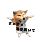 柴犬こまちのスタンプ（個別スタンプ：22）