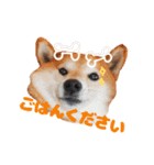 柴犬こまちのスタンプ（個別スタンプ：24）
