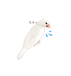 文鳥のねぎま（個別スタンプ：1）