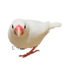 文鳥のねぎま（個別スタンプ：2）