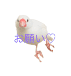 文鳥のねぎま（個別スタンプ：3）