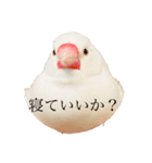 文鳥のねぎま（個別スタンプ：7）