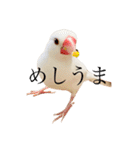 文鳥のねぎま（個別スタンプ：8）