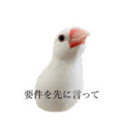 文鳥のねぎま（個別スタンプ：12）