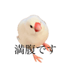 文鳥のねぎま（個別スタンプ：14）