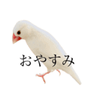 文鳥のねぎま（個別スタンプ：17）