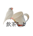文鳥のねぎま（個別スタンプ：19）