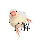 文鳥のねぎま（個別スタンプ：20）