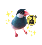 使いやすい文鳥スタンプ（個別スタンプ：7）