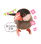 使いやすい文鳥スタンプ（個別スタンプ：14）