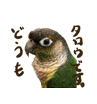 ウロコインコのタロウさん（個別スタンプ：1）