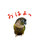 ウロコインコのタロウさん（個別スタンプ：2）