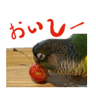 ウロコインコのタロウさん（個別スタンプ：3）
