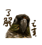 ウロコインコのタロウさん（個別スタンプ：5）