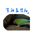 ウロコインコのタロウさん（個別スタンプ：6）