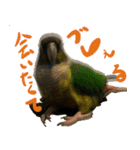 ウロコインコのタロウさん（個別スタンプ：7）