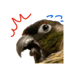 ウロコインコのタロウさん（個別スタンプ：8）