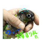ウロコインコのタロウさん（個別スタンプ：9）
