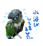 ウロコインコのタロウさん（個別スタンプ：10）
